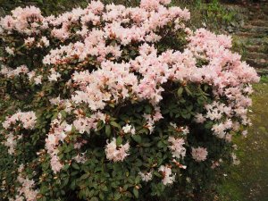 Rhododendron ‘Ginny Gee’
