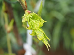 Euonymus monbeigii