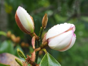 Magnolia (Michelia) ‘Fairy Cream’
