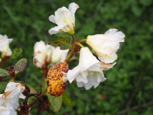 Rhododendron johnstoneanum ‘Double Diamond’