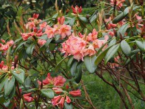 Rhododendron johnstoneanum ‘Double Diamond’