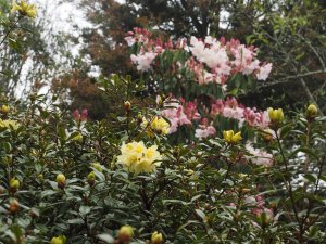 Rhododendron loderi ‘King George’ and Rhododendron ‘Saffron Queen’