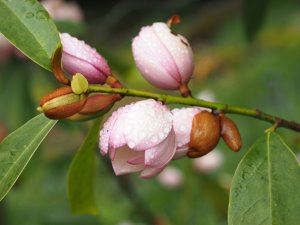 Magnolia ‘Fairy Blush’