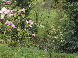 Magnolia ‘Tikitere’ and Magnolia ‘Fairy Blush’