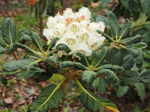big leafed rhododendron