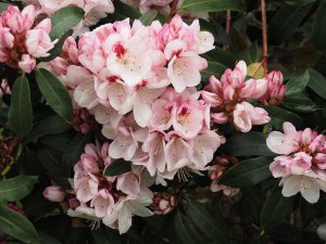 Rhododendron ‘Mrs Lionel de Rothschild’