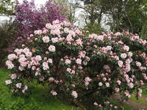 Rhododendron ‘Mrs Lionel de Rothschild’