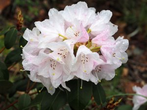 Rhododendron ‘Tibet’