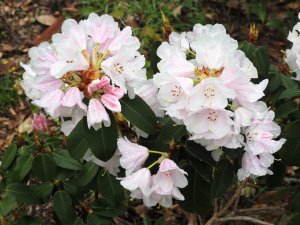 Rhododendron ‘Tibet’