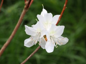 Rhododendron wadanum ‘Album’