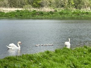 10 signets have hatched