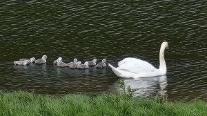 10 signets have hatched
