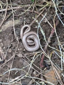 Slow worms