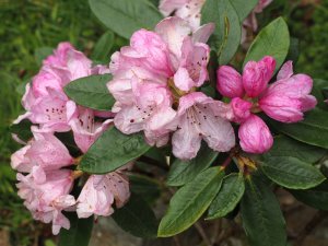 Rhododendron wallichii (EX 20583)