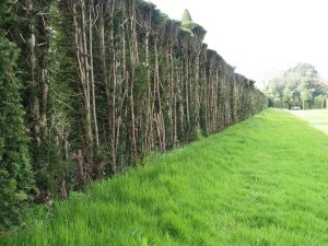 Heavily pruned yew hedges
