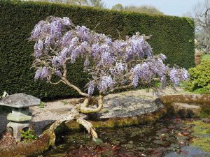 Wisteria sinensis