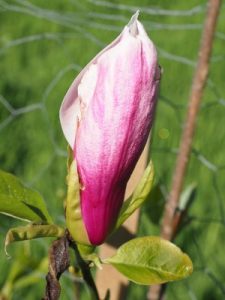 Magnolia ‘Wim Rutten’