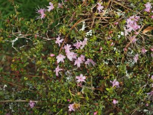 Rhododendron serpyllifolium