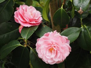 Camellia reticulata ‘Lovely Lady’