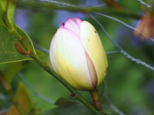 Magnolia (Michelia) ‘Fairy Lime’