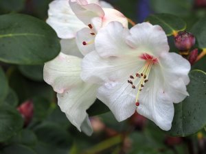 Rhododendron ‘Cowslip’