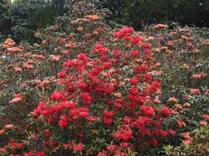 Rhododendron ‘Conroy’