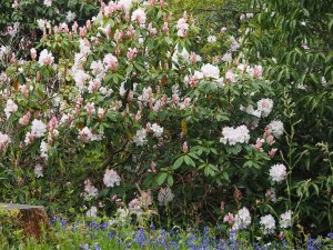 Rhododendron ‘Dr. Stoecker’