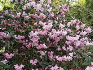 Rhododendron williamsianum x rhododendron callimorphum