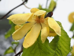 Magnolia ‘Honey Liz’