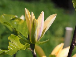 Magnolia ‘Illini Gold’