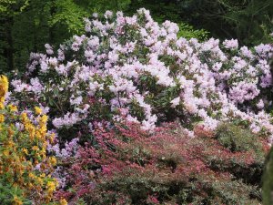 clump of rhododendrons