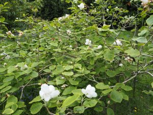 Magnolia sieboldii ‘Michiko Renge’