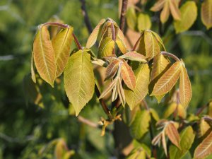 Carya cordiformis