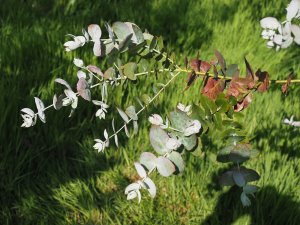 Eucalyptus crenulata