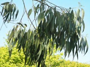 Eucalyptus simonosii