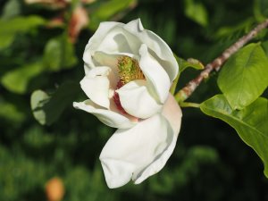 Magnolia ‘Southern Belle’