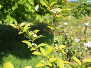 Photinia parvifolia