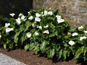 Zantedeschia aethiopica