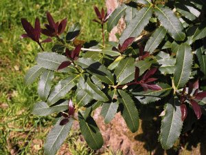 Osmanthus yunnanensis