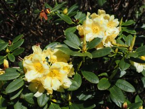 Rhododendron hotei