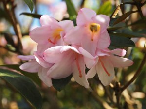 Rhododendron ‘Royal Flush’ – Pink