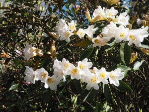 Rhododendron ‘Royal Flush’ – Yellow