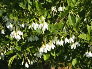 Styrax japonica ‘Jippei-Kawamure’