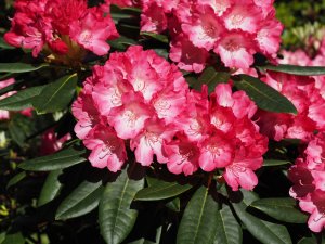 Rhododendron ‘Fantasia’
