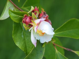 Stewartia? pseudocamellia ‘Ogishu’