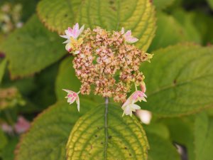 Hydrangea ‘Princess Diana’