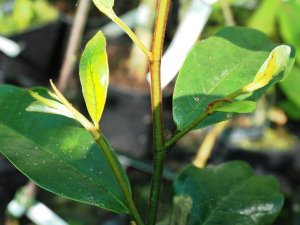 Magnolia figo var crassipes x (M. foveolata x M. laevifolia)