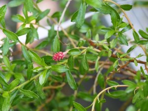 Salix hylematica
