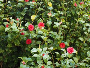 Camellia japonica ‘Mathotiana Rubra’