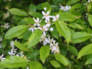 Malus x micromalus